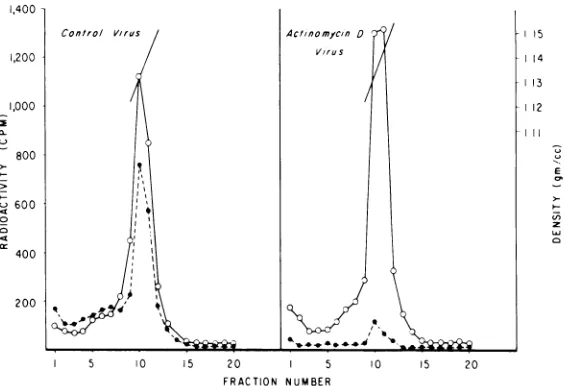 FIG.1.similarlycontainingcontainingwere75 min Effect ofAMD on viral RNA and protein synthesis