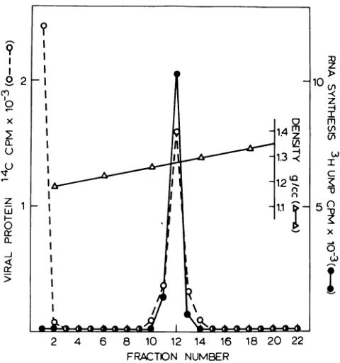 FIG.1.X-100simultaneouslyassay.samples Isolation ofa transcriptive complex from NDV. Purified virions, disrupted with 1% (vollvol) Triton and 0.75 M KC1, were isopycnically banded in a D/O glycerol-sucrose gradient