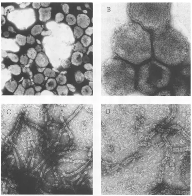 FIG. 2.were Electron micrographs of (A, B) NDV virions and (C, D) the transcriptive complex