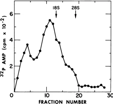 TABLE 2. RNase digestion and poly(U)-cellulose chromatography of in vitro product RNA
