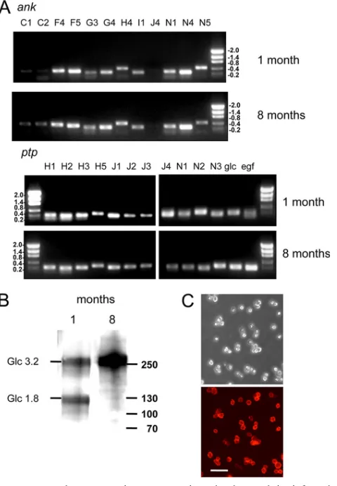 FIG. 2. MdBV transcripts are persistently detected in infectedCiE1 cells. (A) Total RNA was isolated from CiE1 cells at 1 and 8