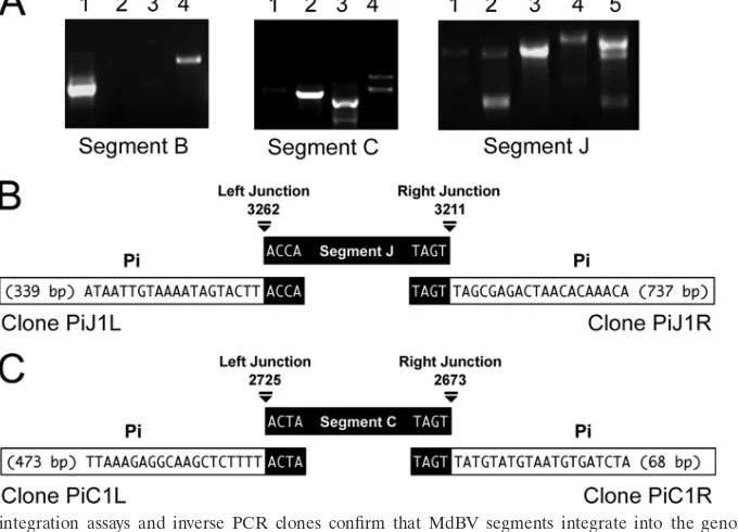 FIG. 5. Inverse PCR clones conﬁrm that MdBV segments J and C integrate into the genome of CiE1 cells
