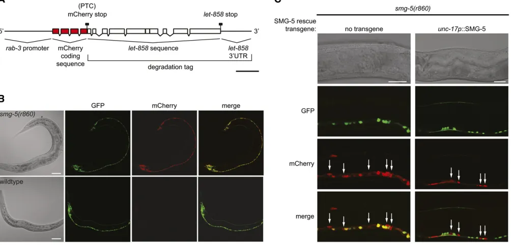 Figure 1 Expression of degradation-tagged mCherry transgene is NMD dependent. (A) Schematic representation of degradation-tagged mCherrytransgene