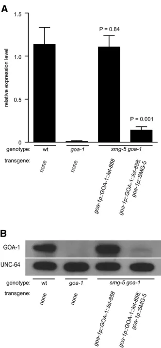 Figure 4 Levels of goa-1 expression from tagged transgenes are similarto those of wild-type animals and are dramatically reduced by NMD