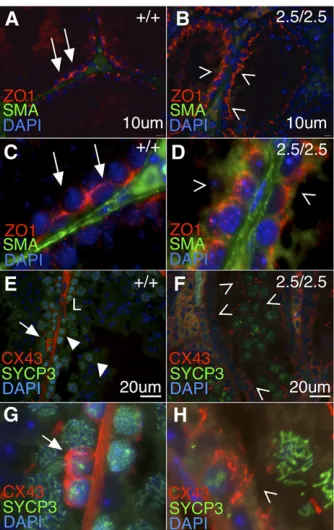Figure 7 Junctional complexes characteristic of mature Sertoli cells aremislocalized in Akap9 mutants