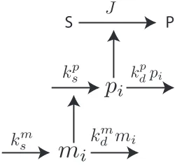 Figure S1. Overview of biochemical network. The product of gene i, mi stimulate the synthesis of proteinpi, which in turn catalyses the conversion from S to P at the metabolic network