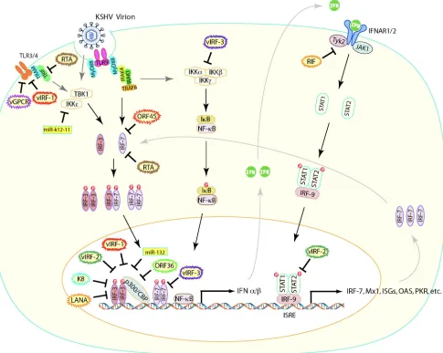 FIG. 1. An overview of the inhibition of the type I interferon (IFN) induction and signaling pathways by viral proteins of KSHV
