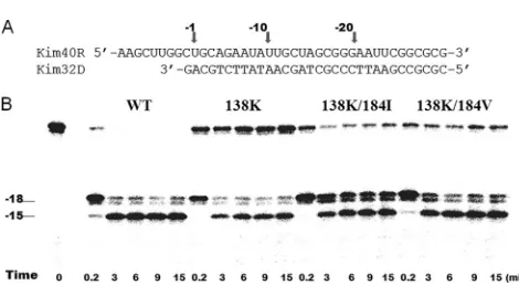 FIG. 5. RNase H activity of WT and E138K-containing recombi-nant RTs. (A) Graphic representation of the RNA/DNA (kim40R/