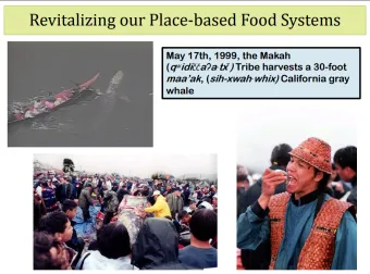 Figure 2. The 1999 Makah Harvest of Maa’ak