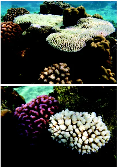 Figure 2.  are generally considered to be amongst the most susceptible genera to climate-induced coral bleaching (e.g., McClanahan et al.Taxonomic differences in bleaching susceptibility in Moorea, French Polynesia