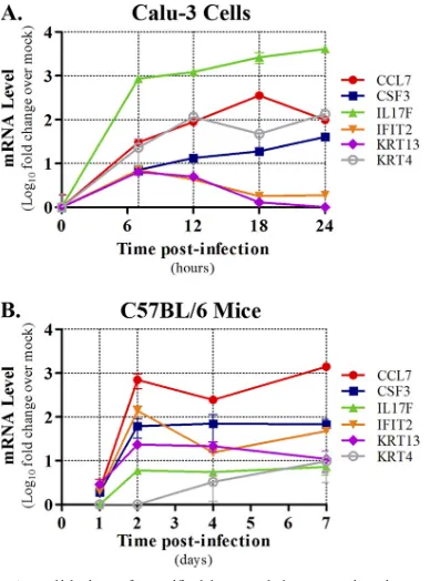FIG. 5. Validation of speciﬁc blue module transcripts in VN1203-infected Calu-3 cells and C57BL/6 mouse lungs