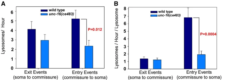 Figure 5 UNC-16 exerts its gatekeepercomparing the distribution of lysosomesin various regions of wild type andunc-16(ce483)ceIs134expresses CTNS-1-RFP in cholinergicmotor neurons