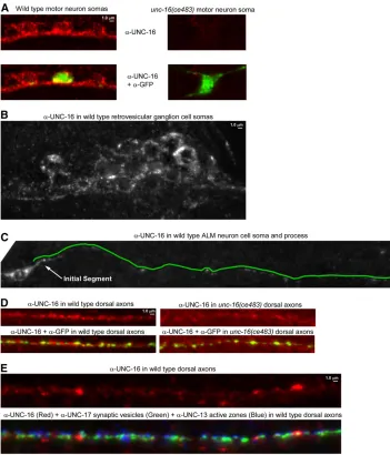 Figure 6 Native UNC-16 immunolocali-transgene, which expresses soluble GFP in a subset of nine motor neurons