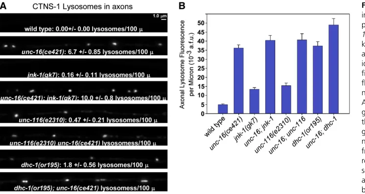 Figure 8 UNC-16 and the JNK-1 signal-expression of the transgene in these two double mutants as determined by quantitatively imaging standard error of the mean, counted after deuorescence of , 0.0001 using the unpaired ceIs56 in all other strains is not si