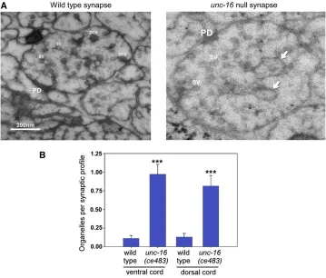 Figure 1 unc-16this experiment we deas any membrane-enclosed compart-ment that is larger than a dense corevesicle