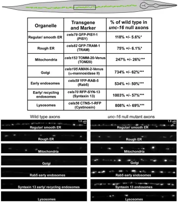 Figure 2 unc-16animals each. Asterisks indicate levelsof statistical signi* null mutants accumu-late high levels of Golgi and endosomalmembranes in their axons