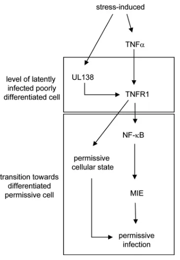 FIG. 9. Hypothetical schematic concerning the UL138-TNFR1 in-terplay. For this hypothetical setting, a latently infected, poorly differ-