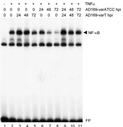 FIG. 1. AD169-varT contains ULb�cells infected with either AD169-varATCC or AD169-varT for 72 hwere compared by microarray analysis