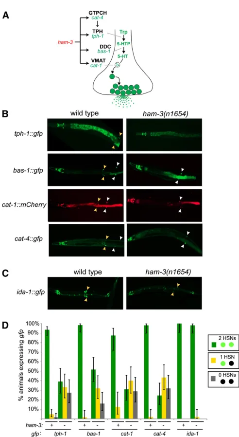 Figure 1 ham-3 affects expression of the entire serotonin pathway. (A)