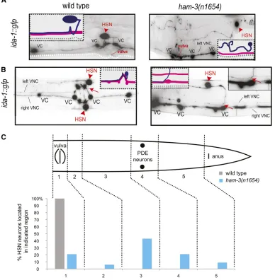 Figure 2 HSN migration and axonpathﬁnding in ham-3 mutants. HSNmigration and axon pathﬁndingwere scored with an ida-1::gfptransgene in ham-3(n1654) mu-tant animals