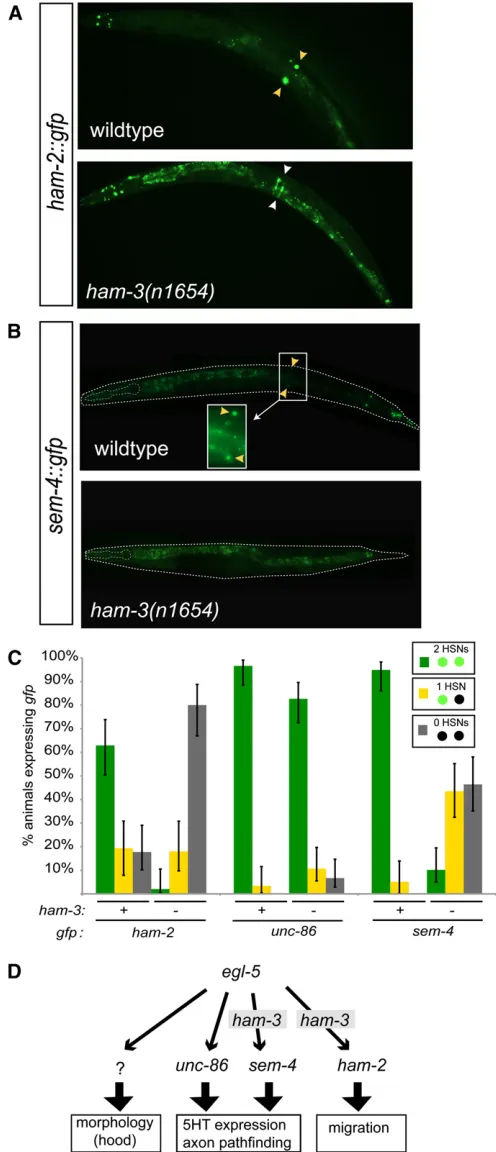 Figure 4 ham-3unc-86 affects expression of the transcription factors sem-4,, and ham-2