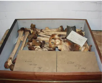 Fig. 3 Drawer containing skeleton O3353, in storage at the Manchester Museum in 2005. The low resolution of this digital image reflects standard institutional practice at the time for documentation records