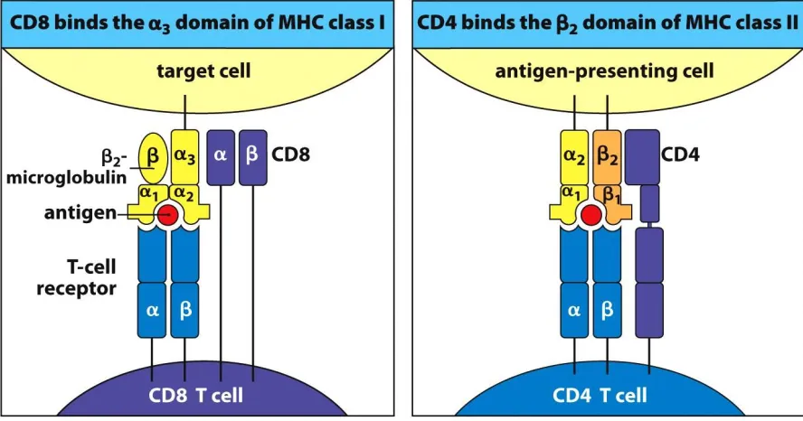 Figure 1 Structure and function of MHC class I and class II proteins. Copyright 2009 from The Immune System, 3rd Edition by Parham