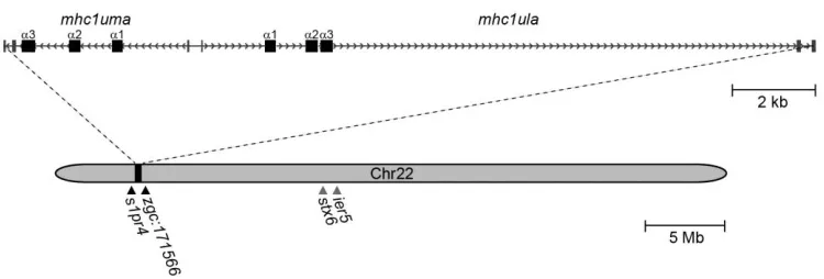 Figure 1 Genomic annotation of mhc1ula and mhc1uma on chromosome 22. Exons are represented as rectangles and introns are represented as arrows pointing in the direction of transcription