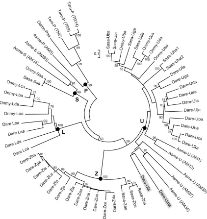 Figure 2  Phylogenetic comparison of Ula and Uma to representative MHC class I sequences of teleosts