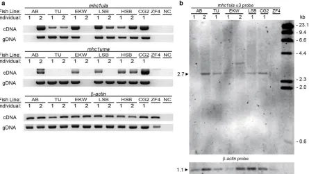Figure 4  Presence or absence of mhc1ula and mhc1uma from individual zebrafish. a RT-PCR was performed on a panel of matching cDNA and genomic DNA samples from individual zebrafish representing different genetic backgrounds: AB, TU, EKW, LSB, HSB, CG2 zebr