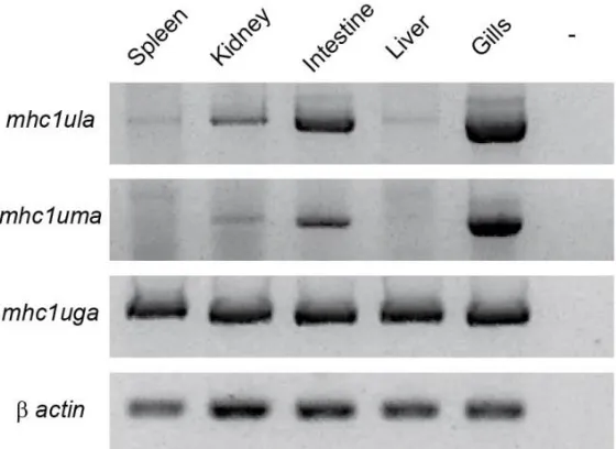 Figure 7  Tissue-specific expression of mhc1ula and mhc1uma. Primer pairs amplifying the α1-α3 domains of mhc1ula, mhc1uma, or mhc1uga were used to detect transcripts in cDNA derived from the tissues of a genotyped EKW individual