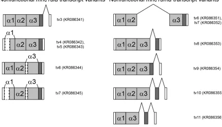 Figure S2 Summary of mhc1ula and mhc1uma transcript variants. Functional and nonfunctional transcript variants of mhc1ula and mhc1uma are shown with exons represented as rectangles and maintained introns represented as lines