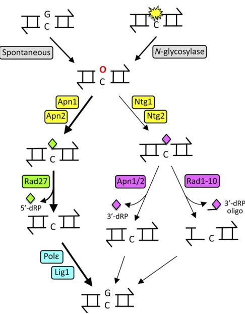 Figure 1 The BER pathway. AP sites (redgenerated oligonucleotide. Finally, the gap isbackbone on the 5repair; the resulting 5ase