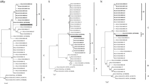 FIG. 1. Phylogenetic analysis of the complete RdRp, S, and N genes of the 21 HCoV-OC43 strains