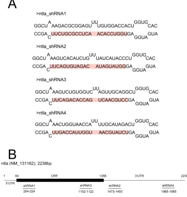 Figure S2   The design of miR-shRNAs targeting ntla. (A) The sequences of four shRNAs targeting ntla