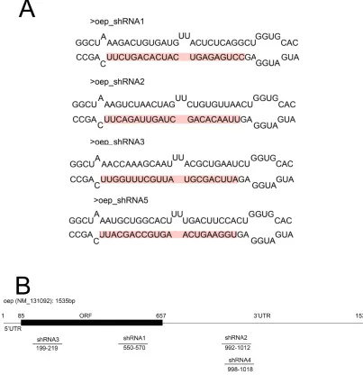 Figure S3   The design of miR-shRNAs targeting oep. (A) The sequences of four shRNAs targeting oep