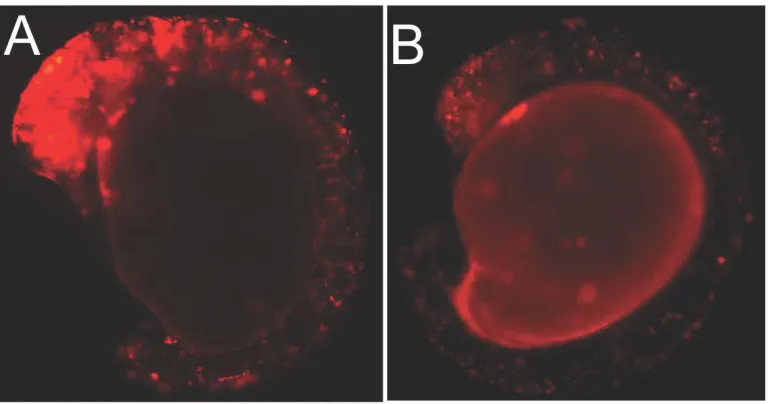 Figure S4   Representative images of TdTom-miR-shRNA expressing embryos in transient transgenesis