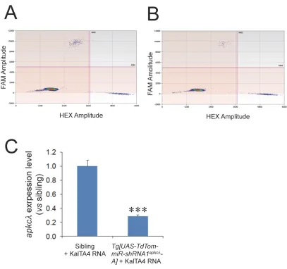 Figure S5   Droplet Digital PCR analyses of endogenous droplets, (b) shows less apkcλ mRNA levels in stable UAS-TdTom-miR-shRNAapkcλ transgenic lines coupled with the KalTA4 driver