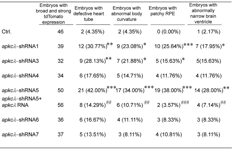 Table S1   The efficacy and specificity of different apkcλ-shRNAs based on morphological phenotypes