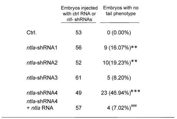 Table S2   The efficacy and specificity of different ntla-shRNAs based on morphological phenotypes