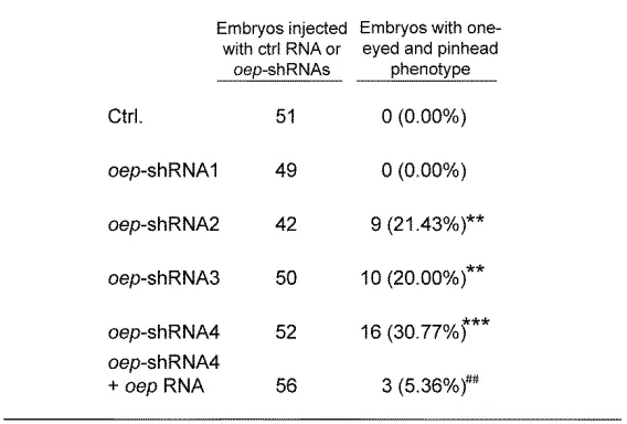 Table S3   The efficacy and specificity of different oep-shRNAs based on morphological phenotypes