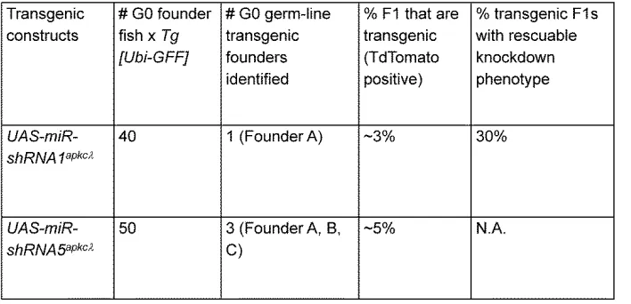 Table S4   Summary of stable transgenic lines carrying either UAS-TdTom-miR-shRNA1apkcλ or UAS-TdTom-miR-shRNA5apkcλ