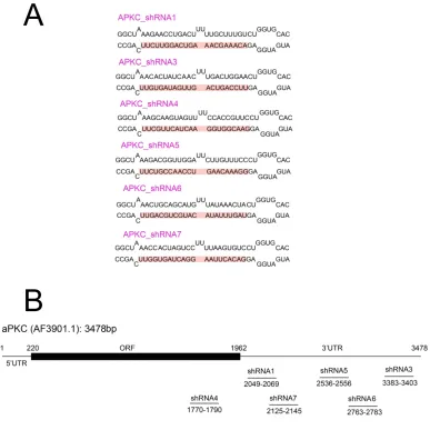 Figure S1   The design of miR-shRNAs targeting apkcλ. (A) The sequences of six shRNAs targeting apkcλ