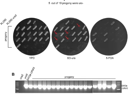 Figure S1.   Silencing of the SXI2a‐URA5 transgene during solo‐sexual reproduction. A) Strain XW73 (ura5 SXI2a‐URA5) was solo cultured on V8 medium in the dark for two weeks to induce sexual reproduction. Basidiospores were isolated and examined for silencing of the URA5 gene by streaking them first on 5‐FOA medium and then SD‐uracil medium and finally on YPD medium. Strains XL280 and XL280 ura5 were included as controls. All of the plates were incubated at room temperature for 3 days and photographed. 5 among a total of 19 (~25%) f1 progeny were auxotrophic for uracil (indicated by arrows). B) PCR analysis showed that all of the 19 f1 progeny inherited the SXI2a‐URA5 transgene.   
