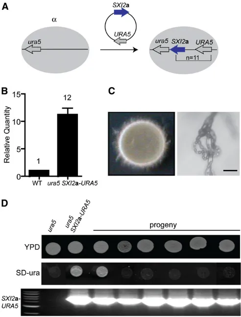 Figure 1 Silencing of the(XW73), one Uraand SD medium lacking uracil. PCR analysis showed that thereal-time PCR revealed thatdogenousthe genome of the transformed strain XW73