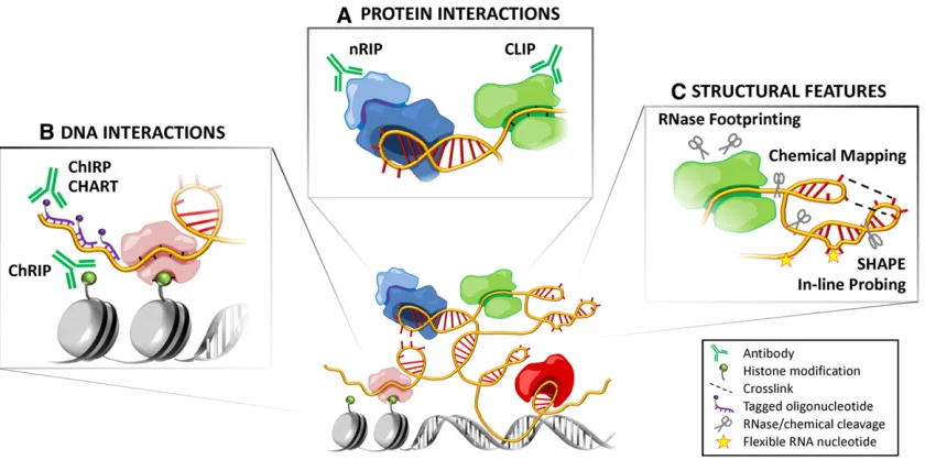 Figure 4 Methods for studying lncRNAs. (A) Protein interactions: Identifying protein partners of lncRNAs provides clues into their functional mecha-