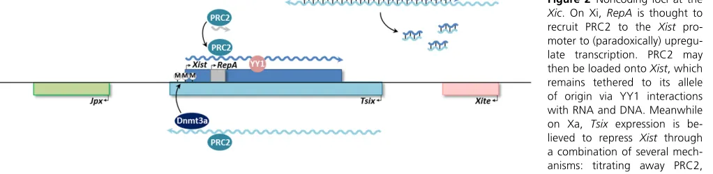Figure 2 Noncoding loci at the