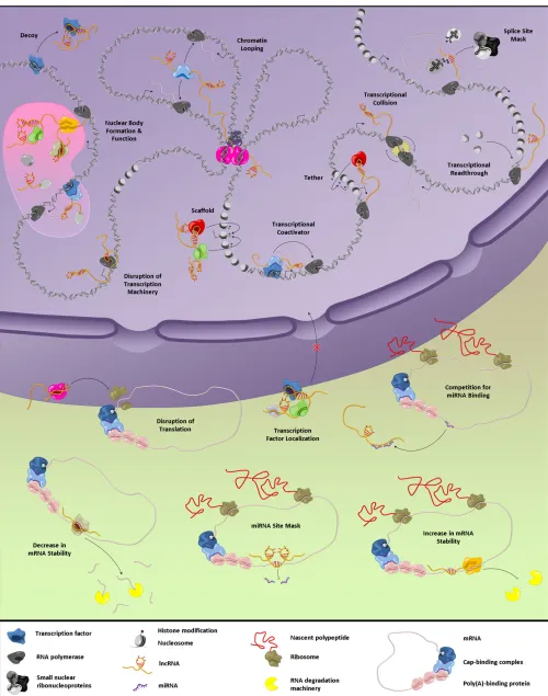 Figure 3 Mechanisms of lncRNA function. See text for detailed discussion.