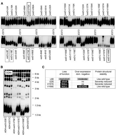 Figure 2, respectively, and expres-SUMO-V157E proteins are shown inFigure S1L6E are shown in(boxed in white) provide multiple ref-erence points