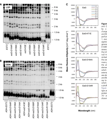 Figure 4 ComparisonFigure S10type and the indicated mutant Est3proteins were collected from 575generations